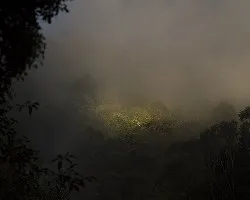  Luz en el bosque 