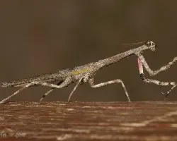 Mantis