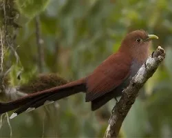 Piaya cayana