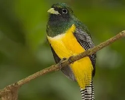 Trogon rufus