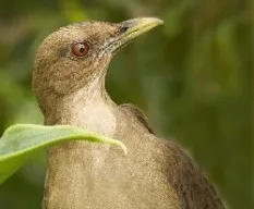 Turdus grayi