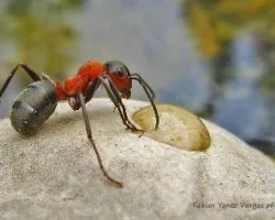Formica rufa