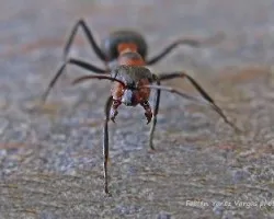 Formica rufa