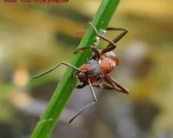 Formica rufa