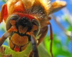 Vespa crabro