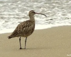 Numenius phaeopus