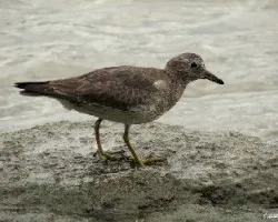 Aphriza virgata