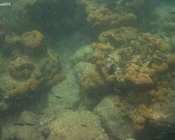 Ecosistema coralino