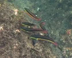 Peces coloridos
