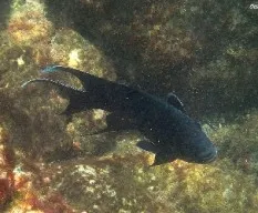Oscuro nadador