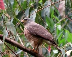 Buteo magnirostris