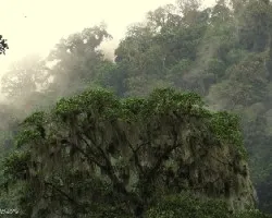 Bosques brumosos