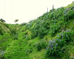 Sendero floreado