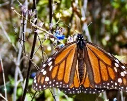 Danaus plexippus