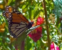 Danaus plexippus