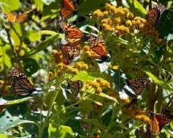 Danaus plexippus