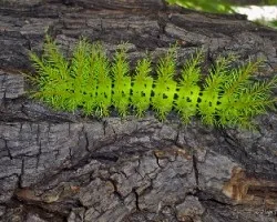 Oruga venenosa