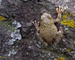 Hyla arenicolor