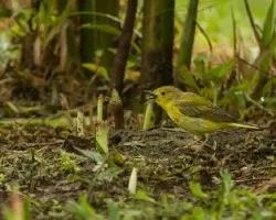 Setophaga petechia