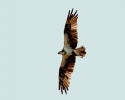 Pandion haliaetus