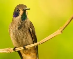 Colibri delphinae
