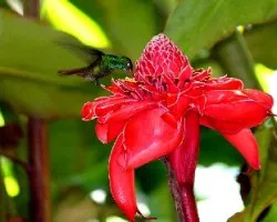 Amazilia tzacatl