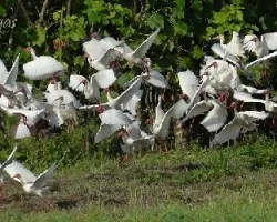 Ibis