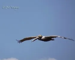 Pelicano