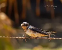 Hirundo rustica