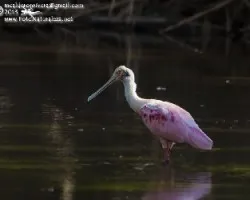 Platalea ajaja