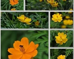 Mosaico floral ii