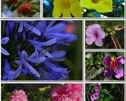 Mosaico floral i