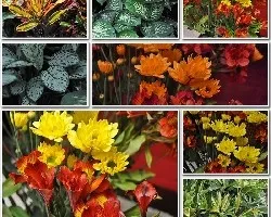 Mosaico floral iii