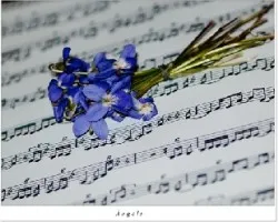 Violetas