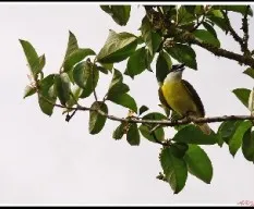 Pitangus sulphuratus