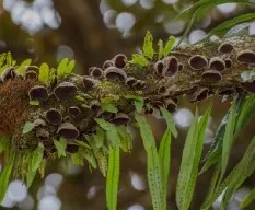 Auricularia