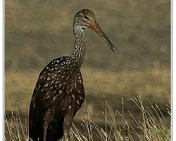 Aramus guarauna
