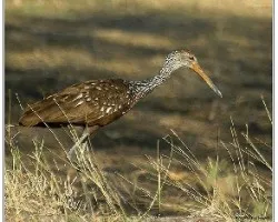 Aramus guarauna