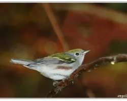 Setophaga pensylvanica