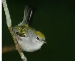 Setophaga pensylvanica