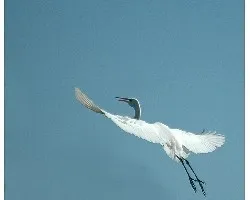 Ardea alba