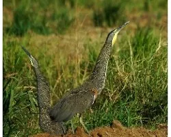 Tigrisoma mexicanum