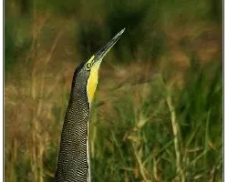 Tigrisoma mexicanum