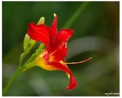 Hemerocallis