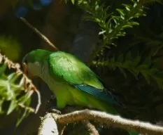 Myiopsitta monachus