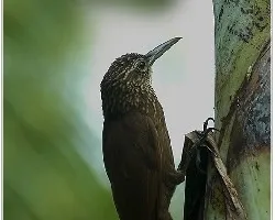 Xiphorhynchus susurrans