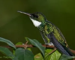 Leucochloris albicollis