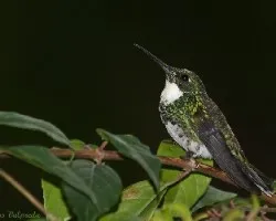Leucochloris albicollis