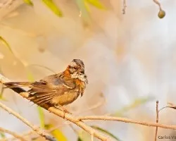 Zonotrichia capensis