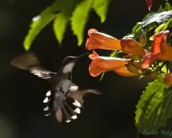 Leucochloris albicollis